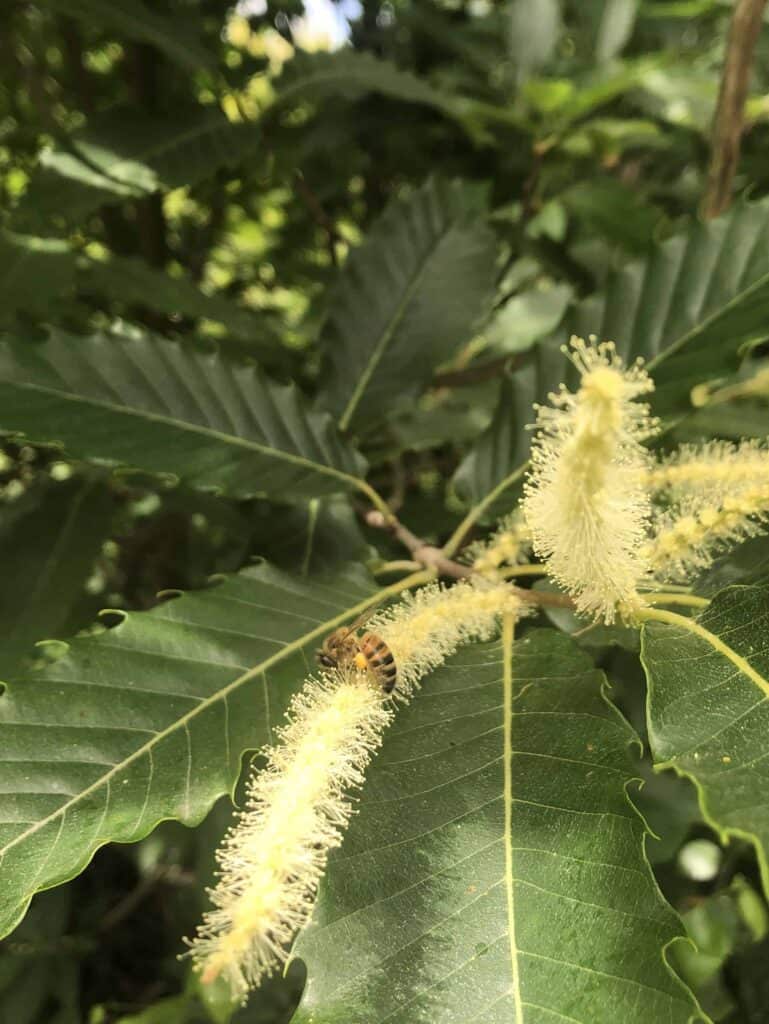 Castanea sativa - Châtaignier