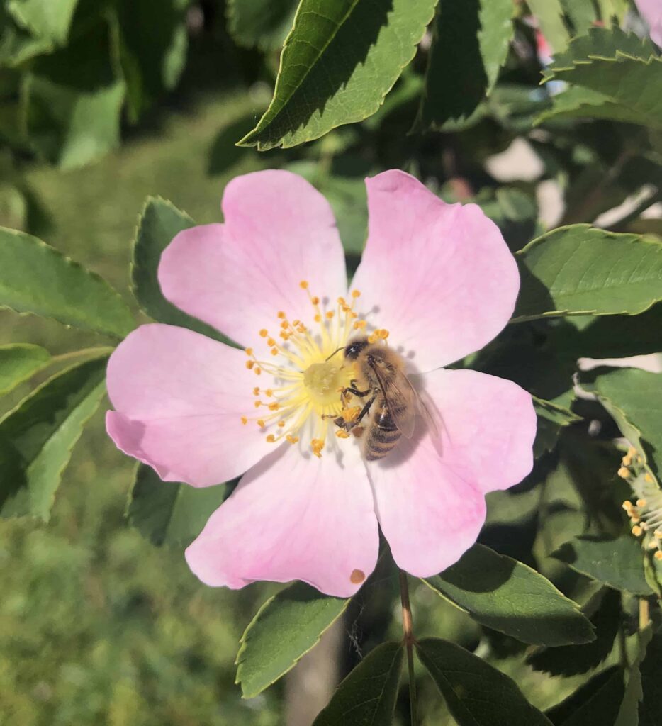 Rosa canina - Églantier