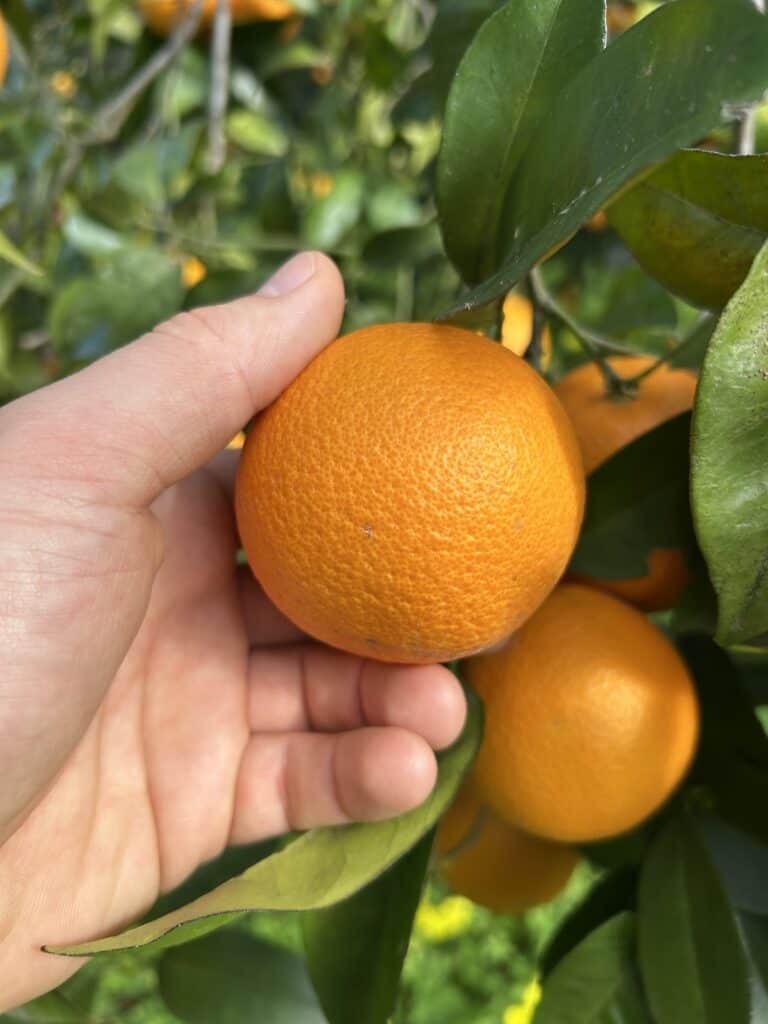 Terr'api® - Washington navel